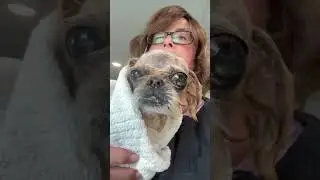 Chewy- shih tzu groom. #doggroominglife #grooming