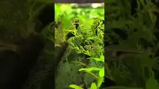 Расбора Хенгеля
