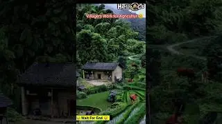 Village Life Vibes 308 Peaceful life Agriculture Mornings  #trending #ytshorts #yrshort #villagelife