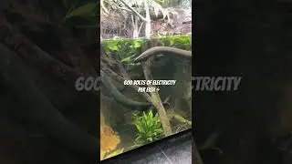 Electric eels⚡️😬 #animals #exoticaquariumfish #eel #aquarium