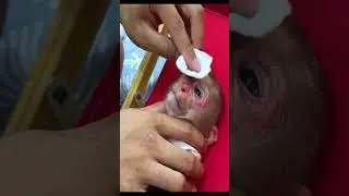 Bibi monkey verry smart   #bibi #lala