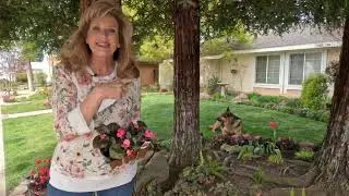 Fixing the Begonia Border & Planting Lamium Around the Birdbath ~ birdhouse garden