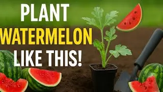 How to Plant Watermelon Starter Plants for a Juicy Summer Harvest!