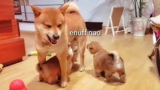The uprising of Potats - Shiba Inu puppies