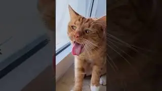 Cats vs Animals 🤣🤣 #funny #catvideos #catshorts #cat