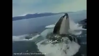 must watch this incredible creature miracle of allah