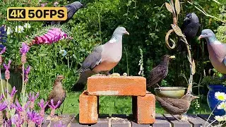 Cat TV for Cats to Watch 😸 Birds & Squirrels Eat as Sun Sets 🐿 Bird Videos for Cats (4K)