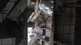 Kalapati Pigeon Racing Pigeons madla loft tv | Nest mate Pigeon