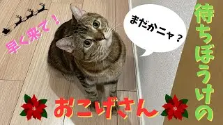 ソワソワしながら○○を待っているおこげさん。早く来てくださいね！Okoge is anxiously waiting for Mr.XXX. Please come soon!