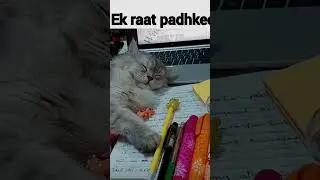 backbenchers ❌️ aestheic# shortvideo #tweetreels #viralvideo #popular #sadquotes. #cat