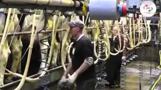 King's Kuma - Dairy Process and Quality Control