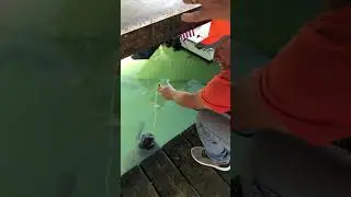 Giving manatee a drink