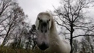Swan discovers camera