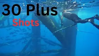 Spearfishing 30 plus shots grouperfish emperorfish Sweetlips parrot multiple fish catches only hunt