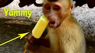 Wow Abandoned Monkey Sok Got A Nice and Sweet Ice-Cream In The Morning From Cameraman
