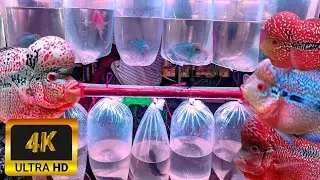 REVIEW HARGA IKAN LOUHAN KAMFA CENCU DI LAPAK BANG ARIF.. DI PASAR IKAN HIAS JATINEGARA JAKARTA 