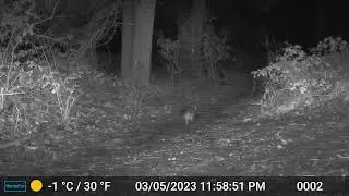 Fox Howling Caught on Trail Cam