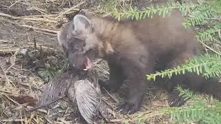 Pine Martens at Kroschel's Park