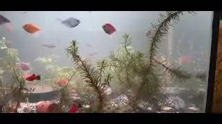 Glofish, Cardinal Tetra, Gold Guppy, Red Platy, Mickey Mouse Platy on Aquarium 60cm