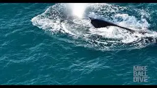3 Night Fly Dive Cod Hole | 22-25 September 2025