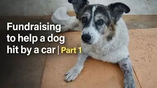 Fundraising to help a dog hit by a car 