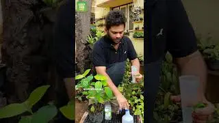 மாவு பூச்சி விரட்ட எளிய வழி, easy method to get rid of mealy bug #plantnursery #chennaiplants
