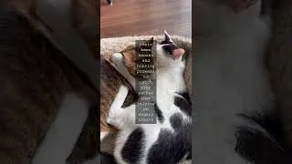 The Purrfectly Unique Feline Taste BudsWhen it comes to food preferences cats are...