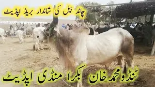 kankrij bachre bachiya / Chand bail Mandi update #chandbail #kankrejcow