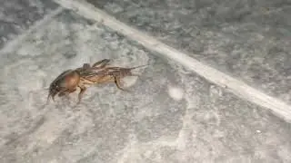 grillo talpa