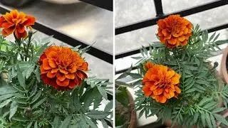 Pot Marigold Plant Care 101: Soil, Watering & Flowering Tips