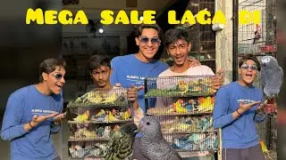 Mega sale sunday|A to Z birds factory|bhut pyare birds agai hai|#trending #viralvideo #pets #birds