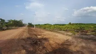 Cashew Plantation Land for Sale, in Santuk district, Kampong Thom province