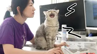 일하는데 방해하는 고양이