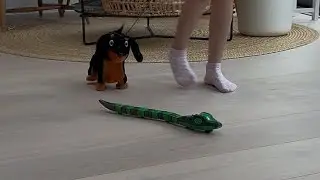 The Robot Race - Casey the Sausage Dog versus Slither Bot Snakey Cakes
