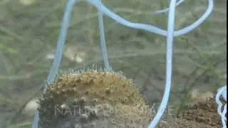 Sea Cucumber, Bohadschia Sp., Expelling Toxic Cuvierian Tubules