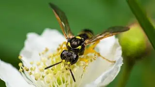 Photos From Big World of Small Creatures. Part 15.