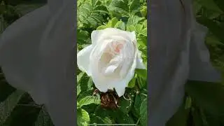 600. Кофе-брейк (экспресс) Грустная душа хуже больного тела.