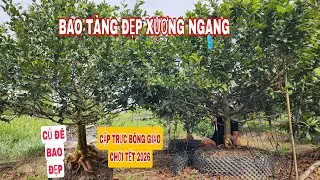 Cặp trực bông giảo chơi Tết 2026 bao tàng đẹp xương ngang 0907813169