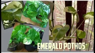 Money Plant variety (Emerald Pothos) care and propagation.