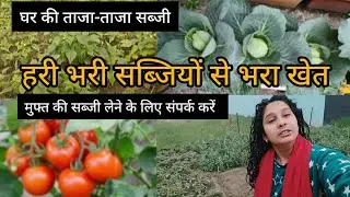🫛 आपको अपना mini vegetables गार्डन दिखाते हैं#( Chant devrani jethani vlog)# ghar ki taaza sabzi🍆🥦🫑🥬