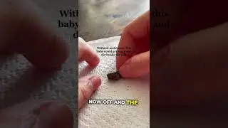 She saved this incredible cute baby chameleon 🥹
