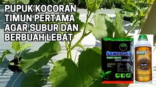 🔴luar biasa pupuk kocoran awal timun masa vegetatif agar subur dan berbuah lebat‼️