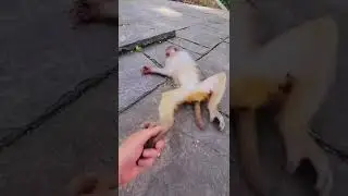 dậy đi cục cưng haha #pets #shorts #thucung #monkey #cutemonkey