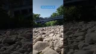 Wild swimming UK river teme