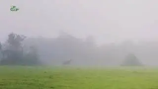 Wildlife spotted in Agumbe | Sambar deer | Someshwara wildlife sanctuary | Wildlife | Agumbe |
