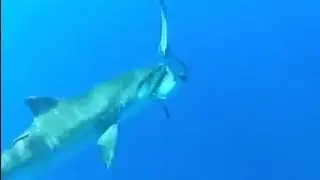 Huge Tiger Shark Eats Smaller Shark