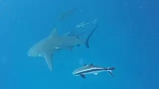 Diving with Bull Sharks ... Again | Scuba Diving in Playa del Carmen, Mexico
