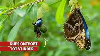 Blauwe morpho ontpopt 🦋
