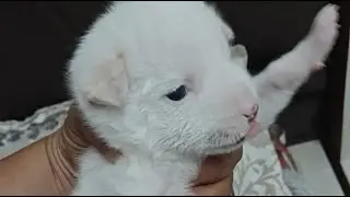 Cute baby puppy funny video, video viral dog's video German shepherd dog video cute baby puppy