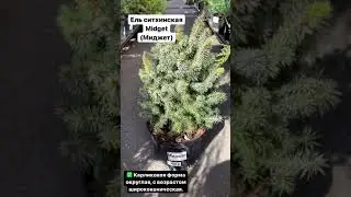 Ель ситхинская Миджет (Midget)